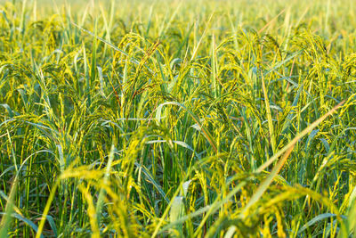 Full frame shot of crops on field