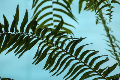 Close-up of fern against sky