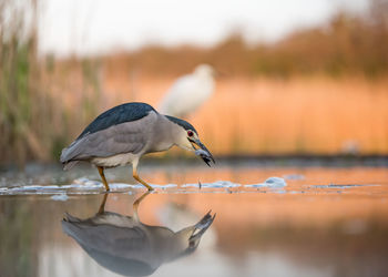 View of heron carrying fish in mouth