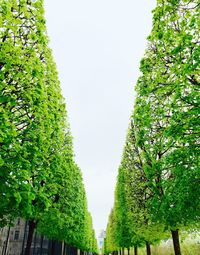 Low angle view of trees against clear sky