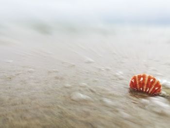 Close-up of seashell on beach