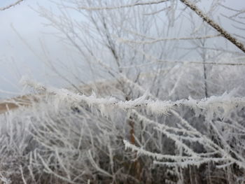 Close-up of snow on tree