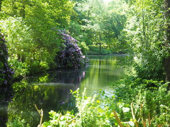 Scenic view of lake by trees