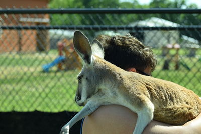 Red kangaroo 