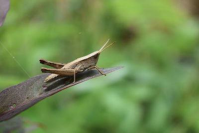 Close-up of grasshopper on leaf