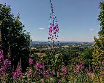 Purple flowering plants on field against sky