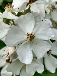 Close-up of white flowers
