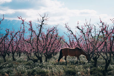 View of a horse on field