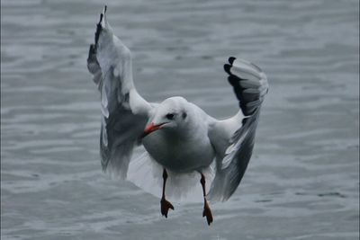 Birds in water