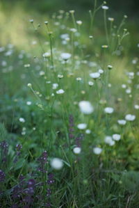 Close-up of grass growing in field