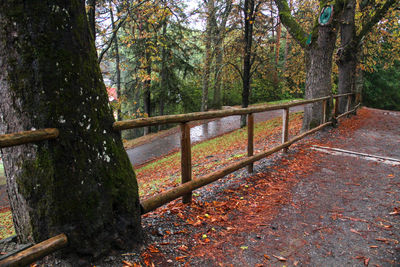 Trees in forest