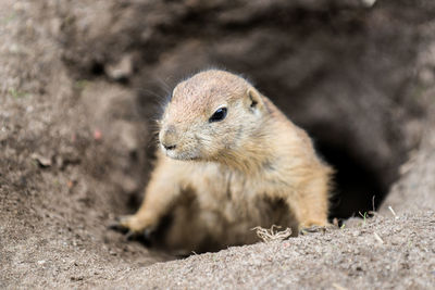 Close-up of a prairie dog