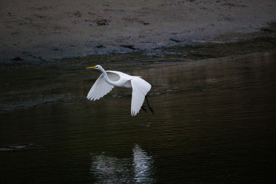 White bird flying over lake