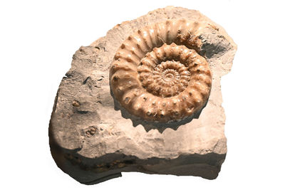 fossil