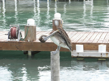 Birds perching on wooden post