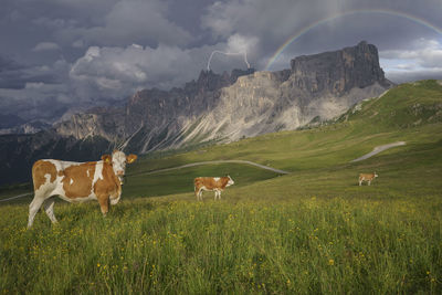 Cows on field against sky