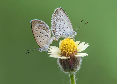 Close-up of butterfly pollinating on flower