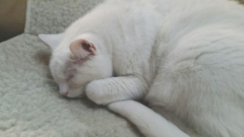 Close-up of cat sleeping on bed at home