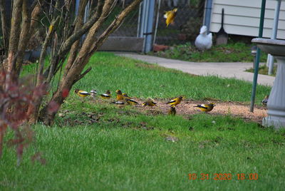 View of birds on grassy field