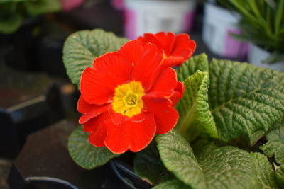 Close-up of red flowering plant