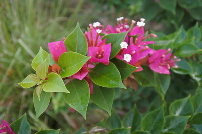 Close-up of pink flowering plant leaves