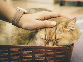 Midsection of person holding cat in basket