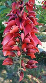 Close-up of red flowers blooming outdoors