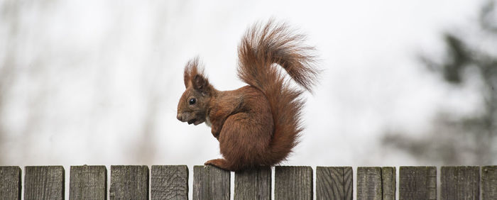 Side view of eurasian red squirrel on wooden fence against sky