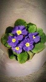 Close-up of purple flowers