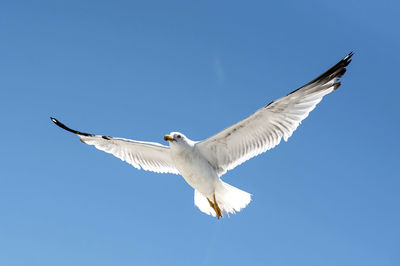 Low angle view of seagull flying in sky