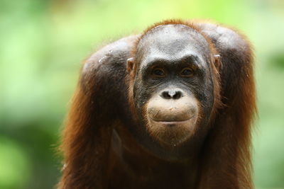 Close-up portrait of a monkey