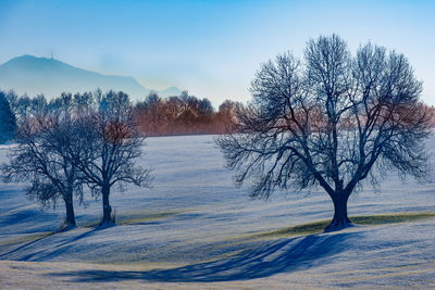 Bare trees on snow covered landscape against sky