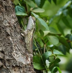 Close-up of lizard on tree trunk