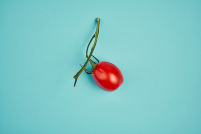 Close-up of tomatoes against blue background