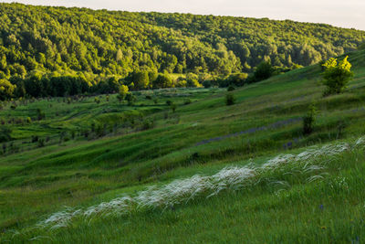 Feather grass on slope near river at summer wilderness