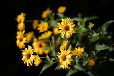 Close-up of yellow daisy flowers