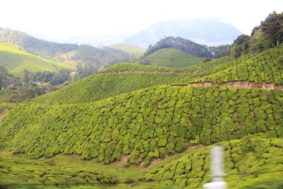 Scenic view of agricultural field