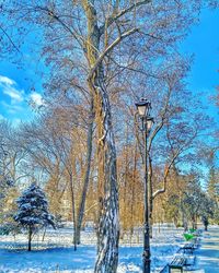 tree