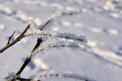 Close-up of frozen plant against snow covered tree