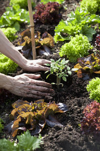 Man's hand planting tomato plant in a bed