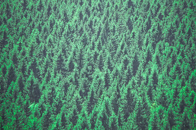 Full frame shot of pine trees in forest