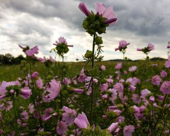 Pink flowers blooming on field against clear sky