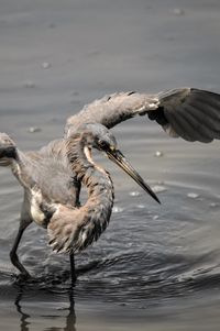Muddy tricolored heron hunting in the shallow waters of the marsh with its wings spread open.