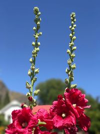 Close-up of blue flowers blooming against clear sky