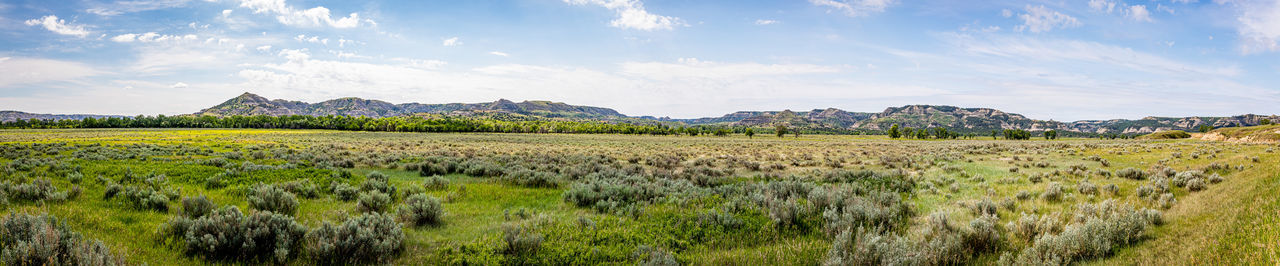 Scenic view of agricultural field against sky