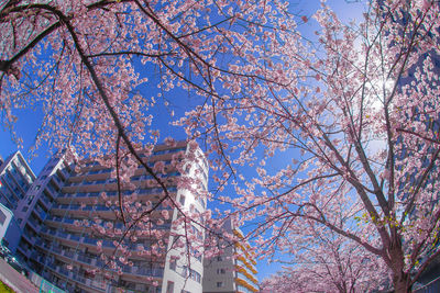 Low angle view of cherry tree by building against sky