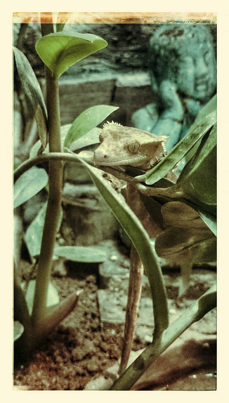 transfer print, auto post production filter, close-up, plant, growth, metal, day, outdoors, no people, fence, nature, high angle view, old, focus on foreground, rusty, selective focus, metallic, leaf, sunlight, protection