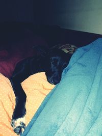 Close-up of dog relaxing on bed at home