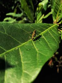 Close-up of insect on leaf