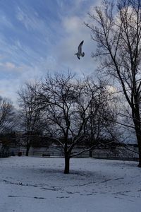 Bird flying over snow covered landscape